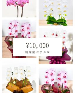 横浜市内限定おまかせ胡蝶蘭01